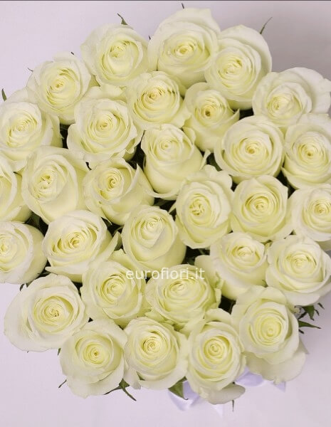 rose bianche da comporre in mazzo numero a scelta (minimo 3)