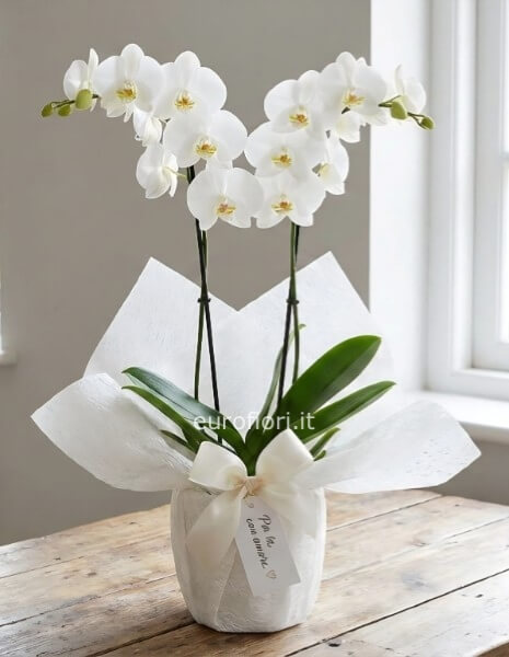 Pianta orchidea phalenopsis bianca a 2 rami